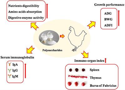 Plant-Derived Polysaccharides Regulated Immune Status, Gut Health and Microbiota of Broilers: A Review